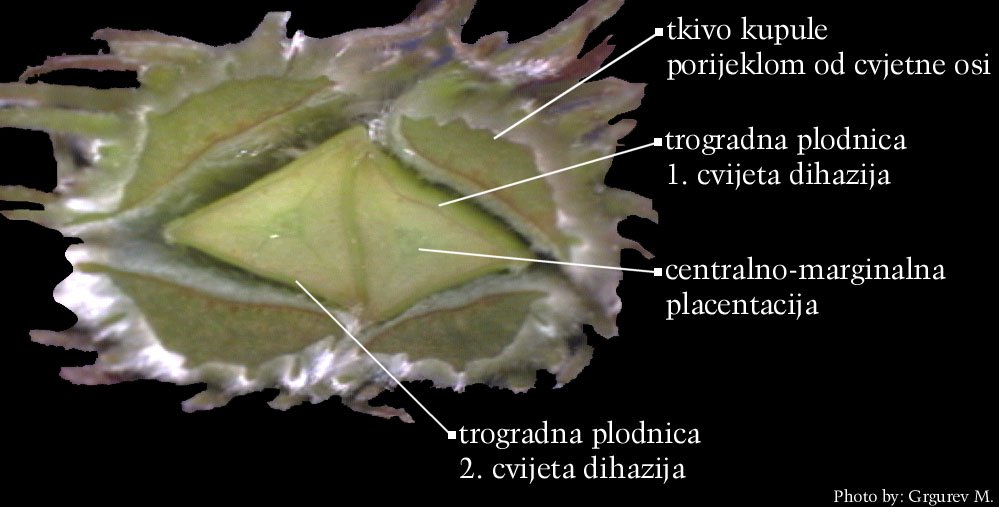 Fagus sylvatica L. - popreni presjek dvocvjetnog dihazija