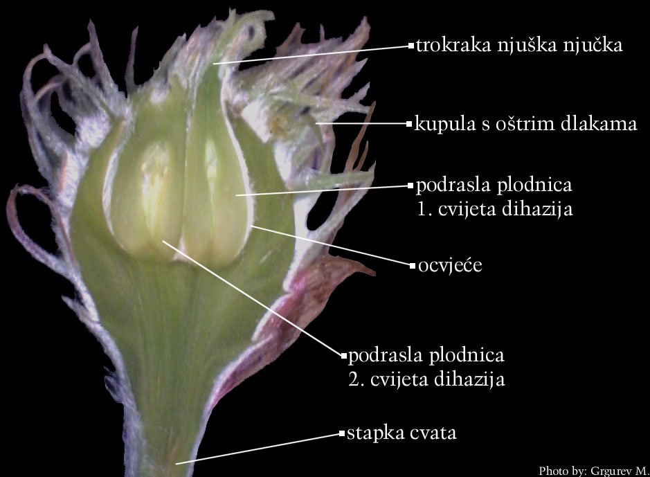 Fagus sylvatica L. - uzduni presjek dvocvjetnog dihazija