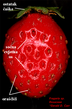 Fragaria sp. - zbirni orah - izvana