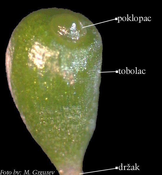 Funaria sp. - tobolac bez kaliptre