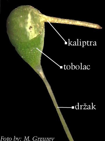 Funaria sp. - tobolac s kaliptrom