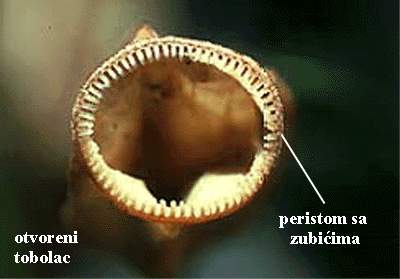 Funaria sp. - otvoreni tobolac - peristom