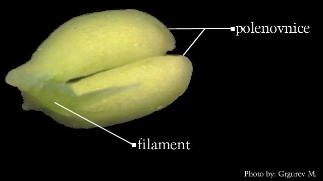 Ginkgo biloba L. - pranik