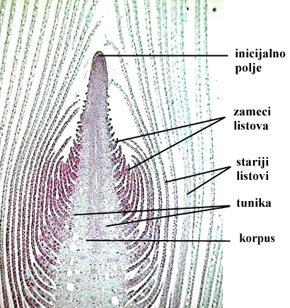 Helodea sp. - vegetacijski vrak izdanka - stariji listovi