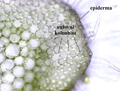 Lamium album L. - popreni presjek stabljike s uglovnim kolenhimom