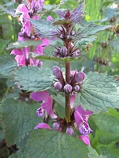 Lamium maculatum L. - habitus