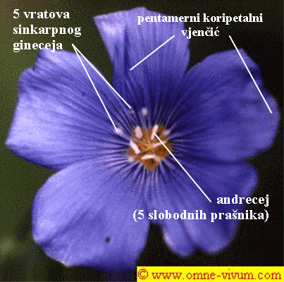 Linum sp. - cvijet odozgo