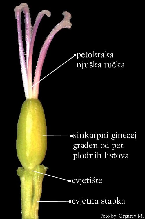 Lychnis viscaria L. - ginecej