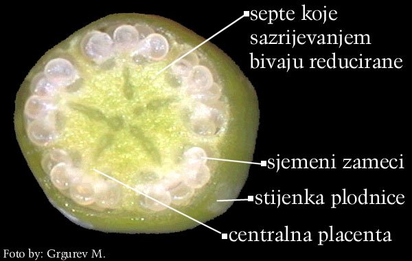 Lychnis viscaria L. - popreni presjek plodnice