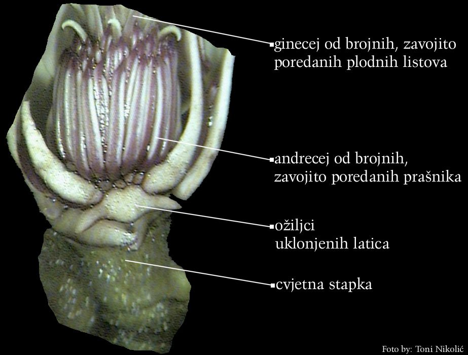 Magnolia sp. - uzdu. otvoreni cvijet, uklonjene su prednje latice