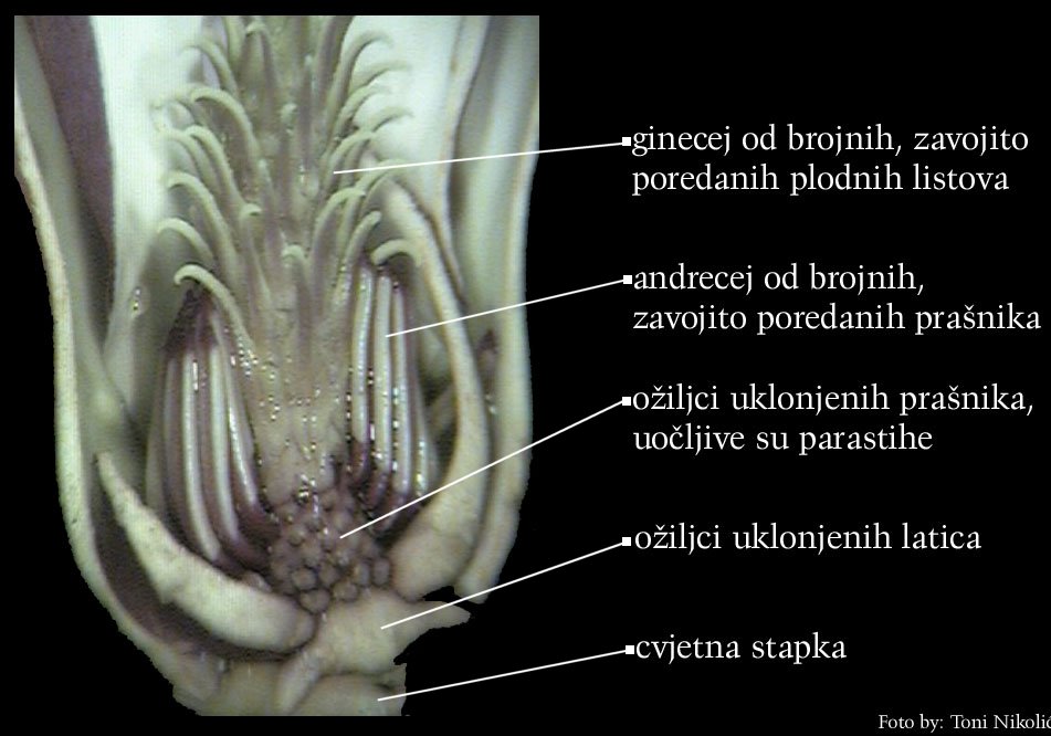 Magnolia sp. - uzdu. otvoreni cvijet, uklonjene su prednje latice