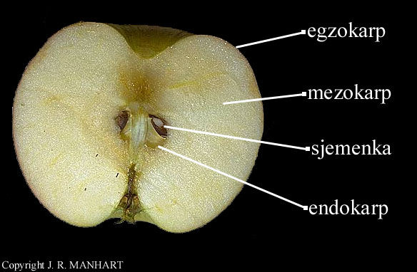 Malus sp. - uzduni presjek ploda