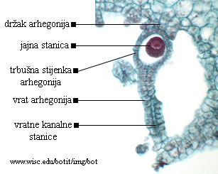 Marchantia sp. - arhegonij