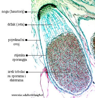 Marchantia sp. - uzduni prerez kroz zreli sporogon