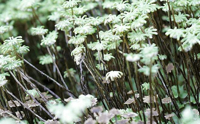 Marchantia sp. - dio talusa sa arhegonioforom 