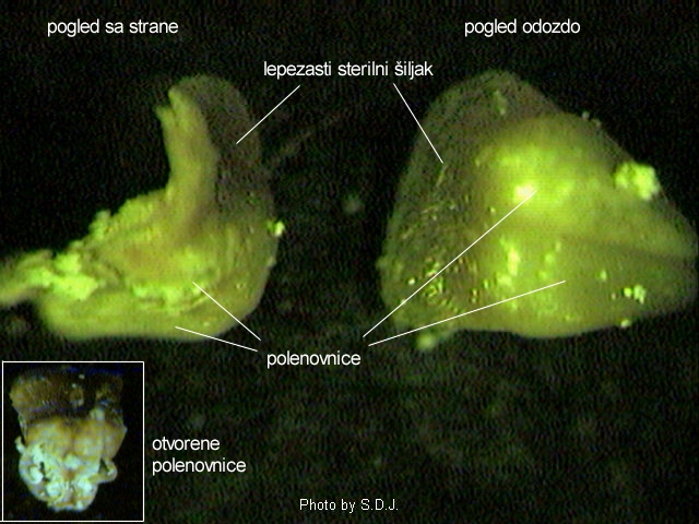 Pinus sp. - pranik