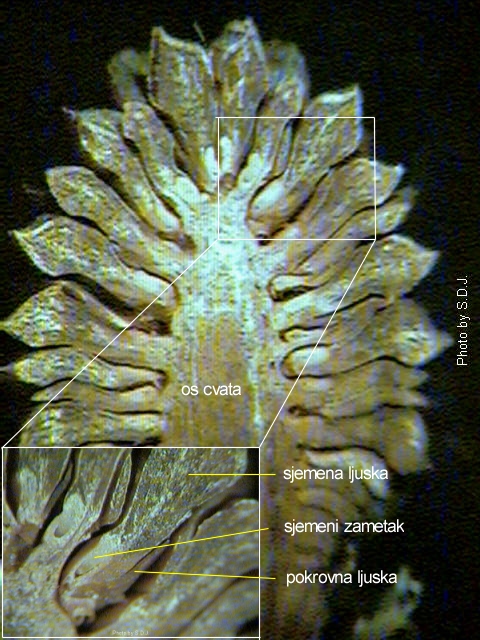 Pinus sp. - uzduni prerez ovogodinjeg enskog eera