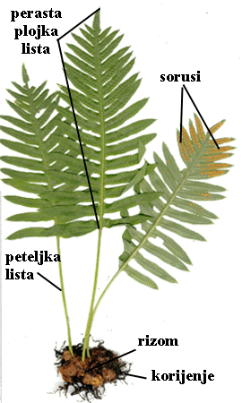 Polypodium vulgare L. - habitus