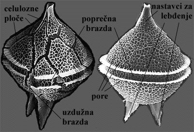 Protoperidinium sp. - vanjski izgled - shema