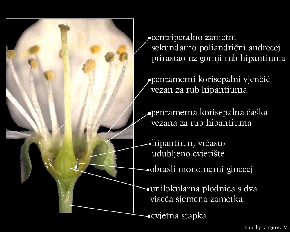 Prunus sp. - uzduni presjek donjeg dijela cvijeta, hipantium i plodnica 