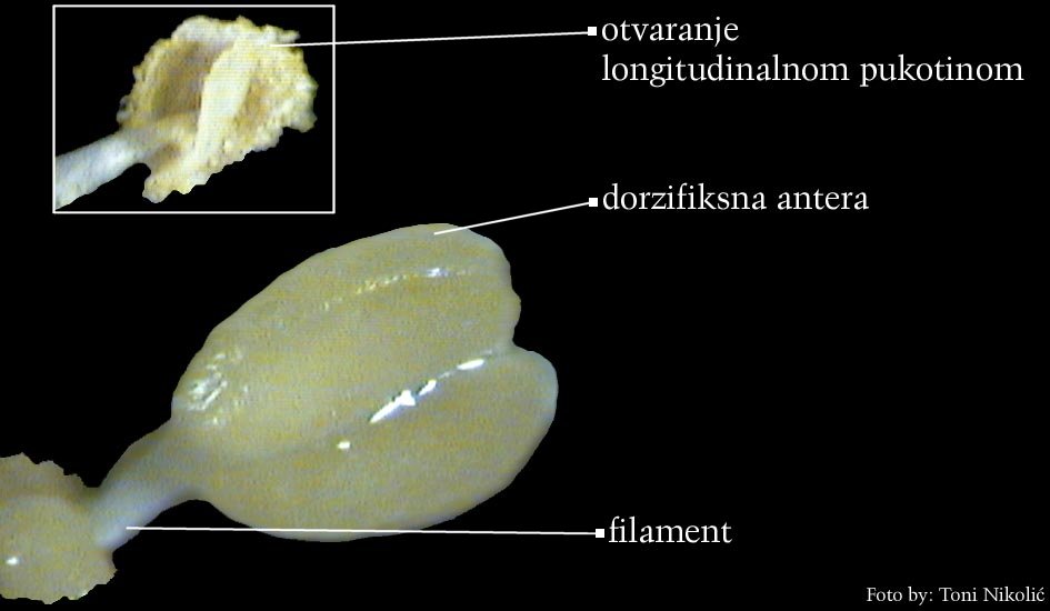 Prunus sp. - pranik