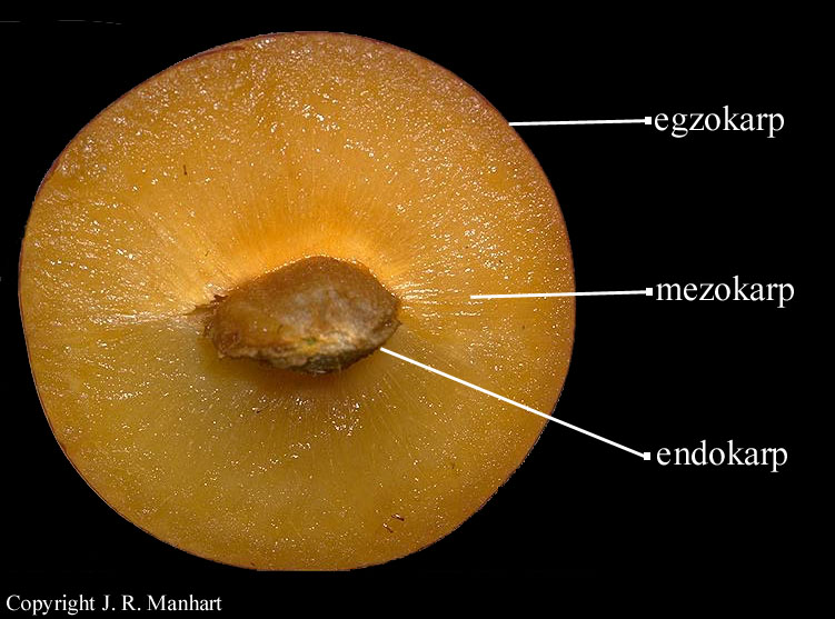 Prunus sp. - popreni presjek kotunice