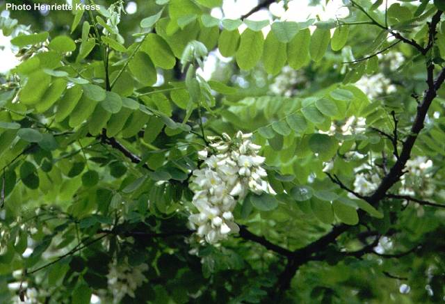 Robinia pseduacacia L - cvat-grozd