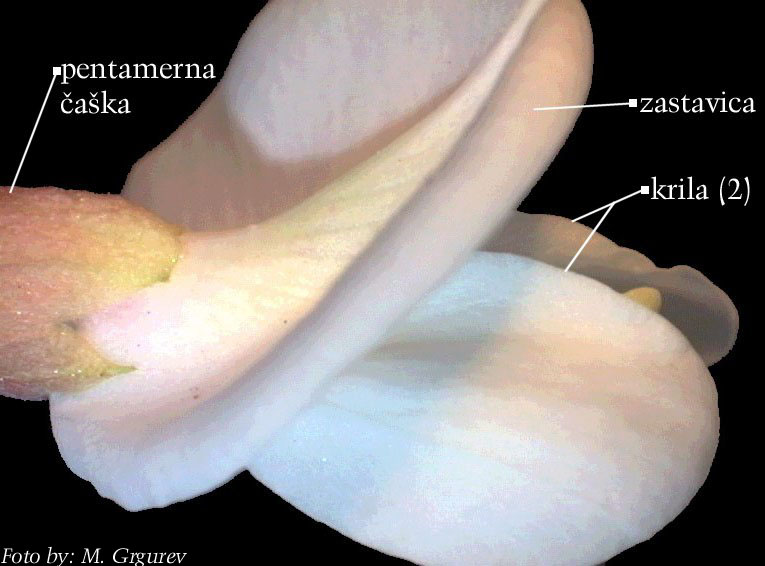 Robinia pseduacacia L - cvijet sa strane