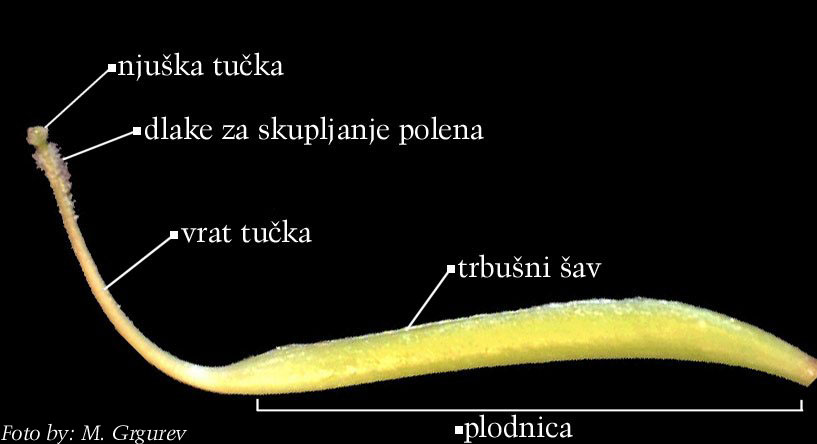 Robinia pseduacacia L - plodnica