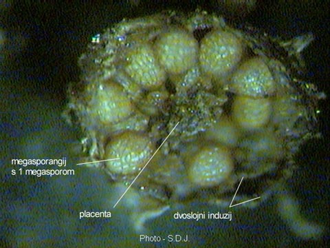 Salvinia natans (L.) All. - prerez kroz sorus s megasporangijima