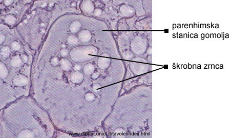 Solanum tuberosum L. - krobna zrnca