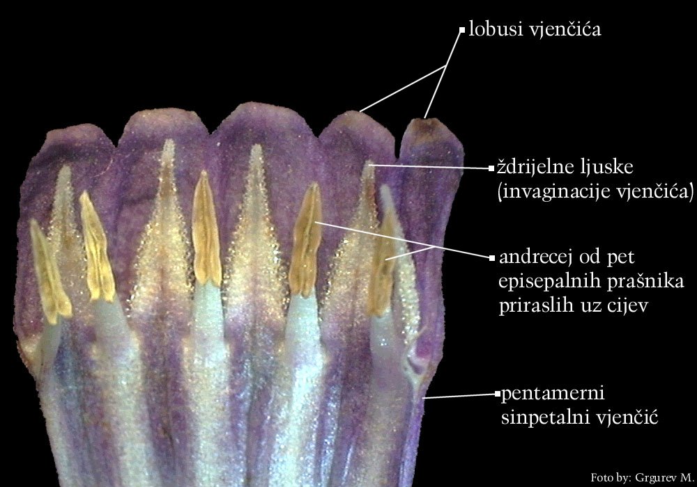 Symphytum officinale L. - otvoreni vjeni