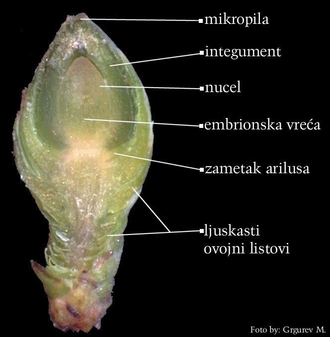 Taxus baccata L. - uzduni presjek enskog cvijeta