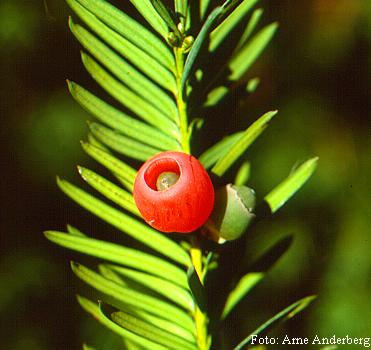 Taxus baccata L. - sjemenka