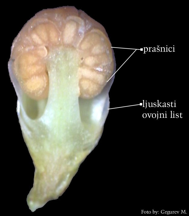 Taxus baccata L. -  popreni presjek mukog cvijeta