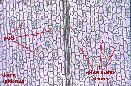 Tradescantia sp. - epiderma i pui - donja epiderma