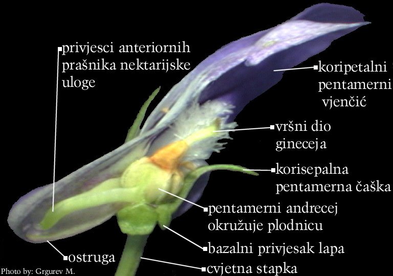 Viola sp. - uzduno otvoren cvijet