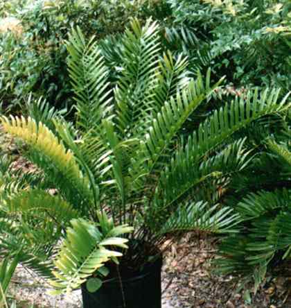 Zamia sp.