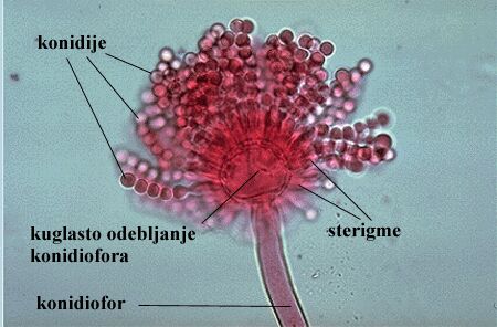 Aspergillus sp. - slika 2