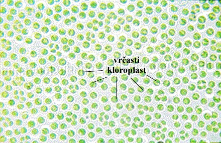 Chlorella sp. - slika 1