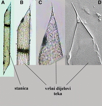 Rhizosolenia sp. - slika 2