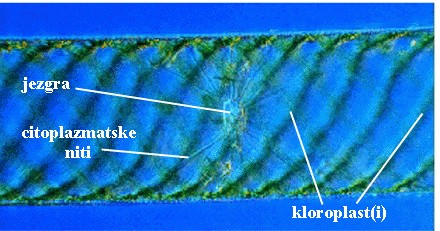 Spirogyra sp. - slika 1